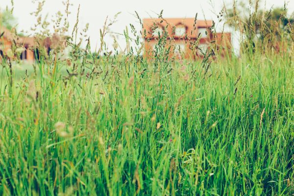 Cost of Tall Grass Cutting in Bainbridge Island