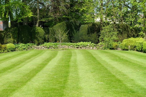 Grass Care Service in Bainbridge Island