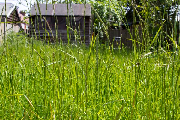 Overgrown Lawn Trimming in Bainbridge Island
