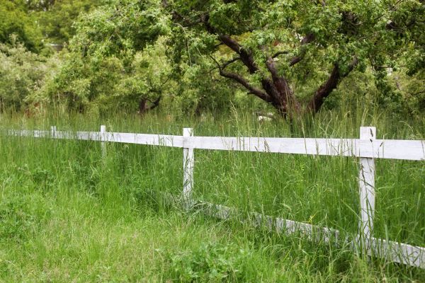 Cost of Fence Line Trimming in Bainbridge Island