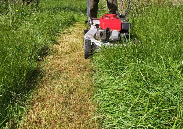 Leaf Mowing in Bainbridge Island